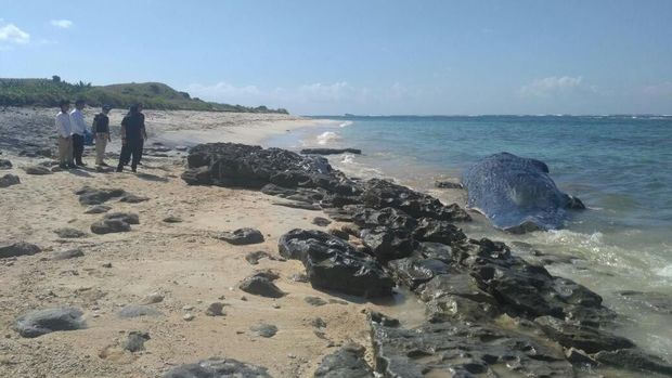 Kondisi terkini, hari ini paus sperma yang mati terdampar ini sudah berada di pinggir pantai