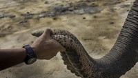 Gajah tersebut kini jinak, bahkan ada yang pandai beratraksi dan akrab dengan manusia. Kelompok gajah tersebut juga kerap diterjunkan ke lapangan ketika terjadi konflik manusia dengan gajah liar.