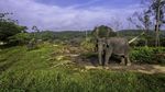Foto: Lebih Dekat dengan Konservasi Gajah di Riau