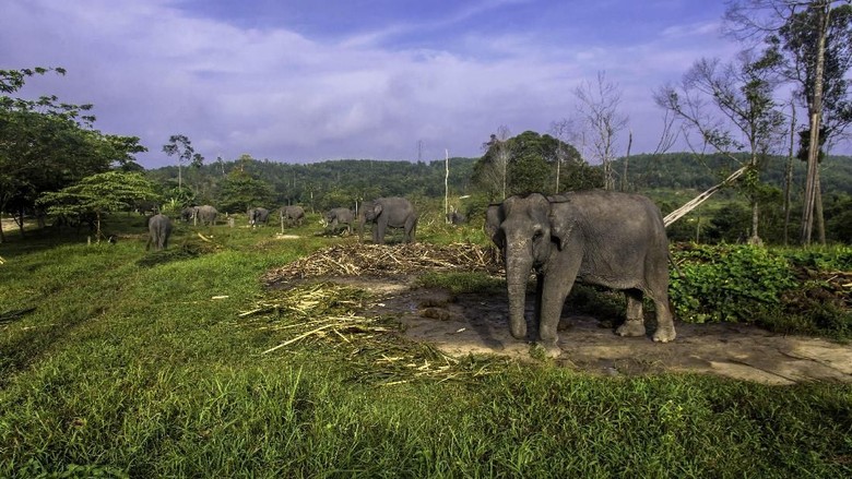 Lintasi Habitat Gajah, Tol Pekanbaru-Dumai Siapkan 5 Jalur Gajah Lintasi Habitat Gajah, Tol Pekanbaru-Dumai Siapkan 5 Jalur Gajah
