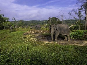 Aktivis di Bengkalis Camping di Jalan Lingkar Protes Proyek Putus Jalur Gajah
