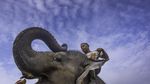 Foto: Lebih Dekat dengan Konservasi Gajah di Riau