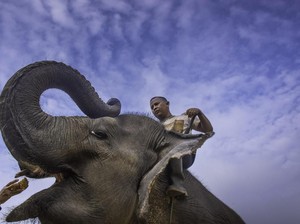 Setahun di Riau: 2 Gajah Mati karena Manusia, Harimau Tewaskan Warga