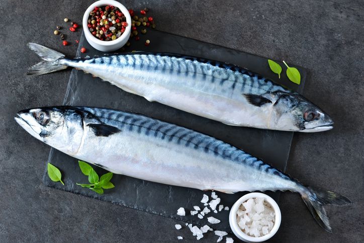 Fresh mackerel fish (Scomber scrombrus) on ice