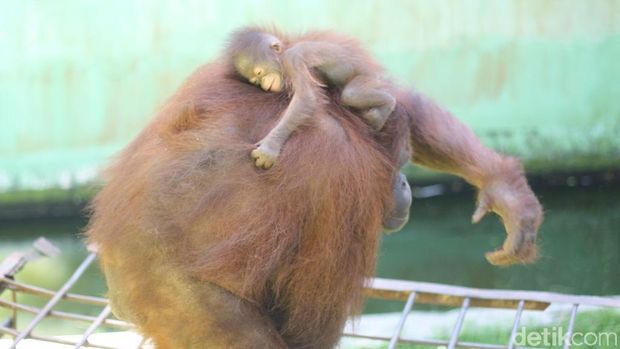 Gemesnya Melihat Ulah Starla, Bayi Orangutan di TRMS Banjarnegara