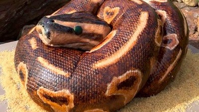 Jangan Takut! Ini Bukan Ular Piton dan Kobra, Tapi Ular yang Manis Empuk