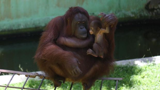 Gemesnya Melihat Ulah Starla, Bayi Orangutan di TRMS Banjarnegara