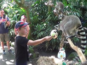 Saat Harimau dan Lemur Ikut Perayaan Paskah
