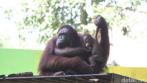Gemesnya Melihat Ulah Starla, Bayi Orangutan di TRMS Banjarnegara
