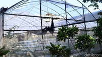 Greenhouse seluas 16x40 meter persegi tersebut sudah tak terpakai sejak Desember 2017.