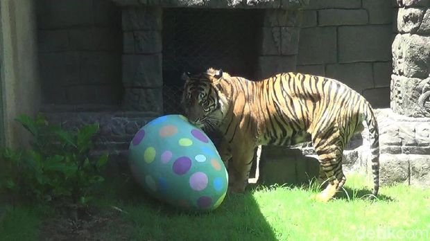 Saat Harimau dan Lemur Ikut Perayaan Paskah