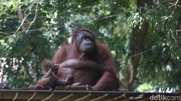 Gemesnya Melihat Ulah Starla, Bayi Orangutan di TRMS Banjarnegara