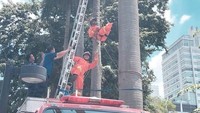 Ayla tengah bermain drone di kawasan Jalan Jenderal Sudirman, Jakarta Pusat. Namun, drone miliknya hilang sinyal dan tak dapat dikendalikan lewat pengendali. Alhasil, drone itu tersangkut di pohon palem yang tingginya sekitar 15 meter. Drone tersebut kemudian diselamatkan petugas Damkar Jakpus. (Foto: Instagram Dinas PKP DKI Jakarta)