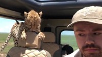Seorang turis Amerika Serikat, Britton Hayes, menjadi salah satu orang yang berada di dalam mobil dan merekam kejadian tersebut. Menurut Hayes mereka melihat 3 ekor cheetah dan salah satu di antaranya kemudian datang mendekat. (Foto: Dok. Facebook/Peter Helstein via news.com.au)