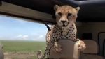 Penampakan Cheetah yang Tiba-tiba Masuk Mobil Turis di Afrika