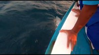 Itu kemarin habis lomba di Pulau Panggang. Kemudian waktu pulang dari Pulau Panggang melihat ikan lumba-lumba itu, kata Ary Prabowo dari Sudin LH Kepulauan Seribu saat dihubungi, Sabtu (31/3/2018). (Foto: Screenshot video Dinas LH Kepulauan Seribu)