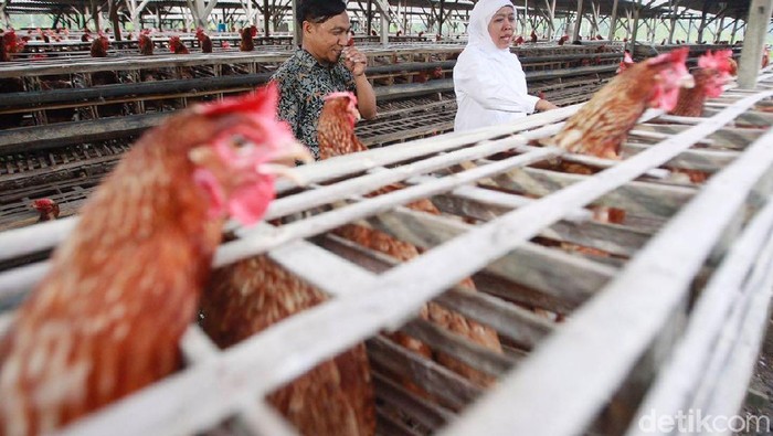 Dicurhati Peternak Ayam, Khofifah Hubungi Dirjen Tanaman Pangan