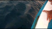 Lumba-lumba tersebut berenang dengan lincah. (Foto: Screenshot video Dinas LH Kepulauan Seribu)