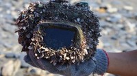 Sebuah kamera yang hilang di dalam laut selama lebih dari dua tahun ditemukan dan akan dikembalikan kepada pemiliknya. Kamera itu terdampar di sebuah pantai di Taiwan yang tertutup teritip dan nyaris tak dapat dikenali. Tetapi berkat perangkat (casing) tahan air, kamera itu dalam kondisi tetap berfungsi secara sempurna. (Foto: BBC Magazine)