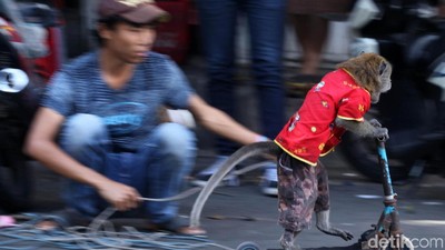 Atraksi Topeng Monyet di Jakarta Kembali Terlihat