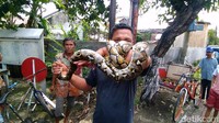 Warga Pucang Anom Timur Gang II, Kertajaya, Gubeng, Surabaya dihebohkan munculnya ular sanca yang menyasar pemukiman penduduk. Ular itu ditemukan saat melilit pohon tanjung di depan sekolah musik. Ular tersebut berhasil diamankan dan akhirnya disimpan di akuarium milik warga (Foto: Deny Prastyo Utomo/detikcom)