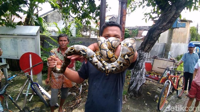 Serba-serbi Dunia Ular di Indonesia