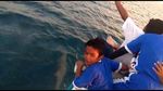 Foto: Penampakan Lumba-lumba Berenang Lincah di Kepulauan Seribu