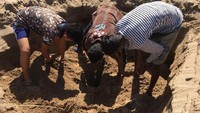 PBB bahkan menyebutnya sebagai gerakan pembersihan pantai terbesar di dunia. Kini puluhan penyu itu telah dilepas ke laut. (Foto: Dok. Twitter AfrozShah1 via The Independent)