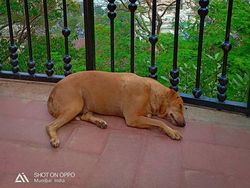 Ini Hasil Jepretan Kamera Belakang Oppo F7