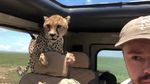 Riuh Dunia dalam Gambar: Cheetah Masuk Mobil, Artis K-pop ke Korut