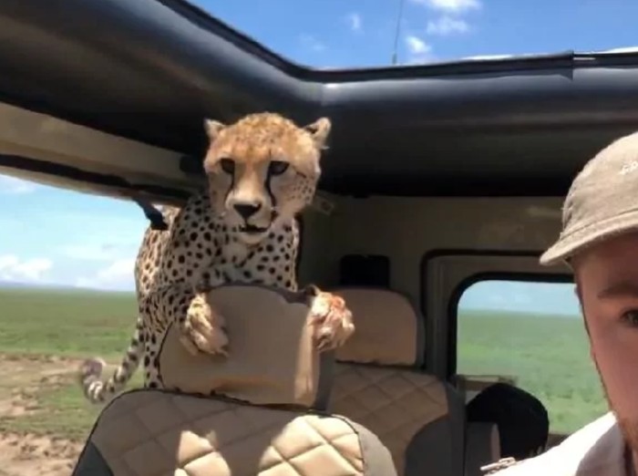 Menegangkan! Seekor Cheetah Masuk ke Mobil Turis di Afrika