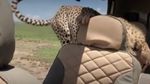 Penampakan Cheetah yang Tiba-tiba Masuk Mobil Turis di Afrika
