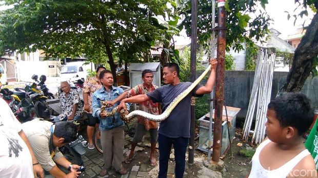 Ular sanca melilit di pohon ditemukan warga/