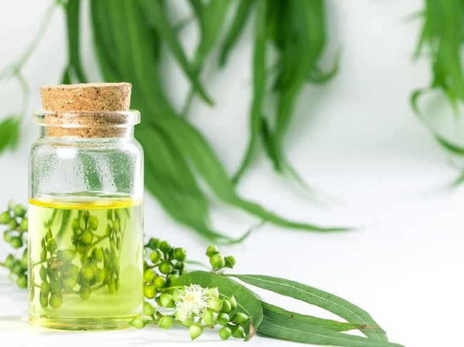 Super! Ini 5 Manfaat Minyak Kayu Putih