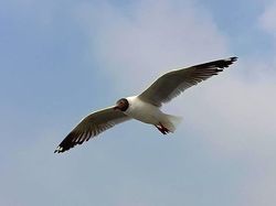 Ini Hasil Jepretan Kamera Belakang Oppo F7