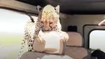 Penampakan Cheetah yang Tiba-tiba Masuk Mobil Turis di Afrika