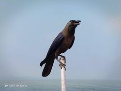 Ini Hasil Jepretan Kamera Belakang Oppo F7