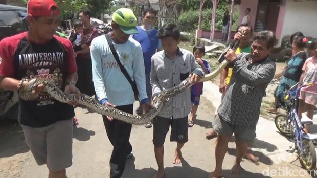 Pelajar SMP ini tangkap ular sanca seorang diri/