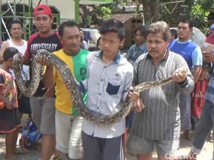 Pelajar SMP di Jombang Ini Tangkap Ular Sanca Seorang Diri