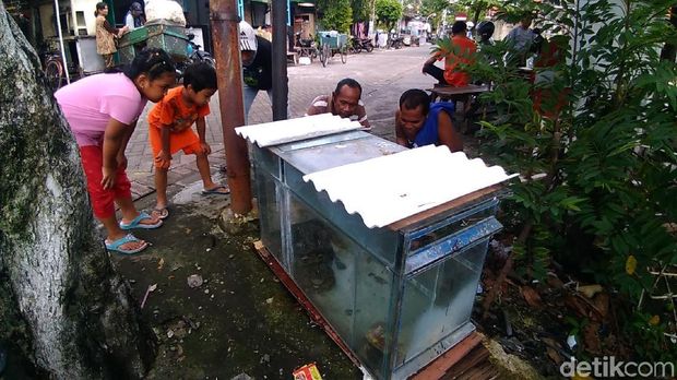 Ular sanca melilit di pohon dimasukkan akuarium/