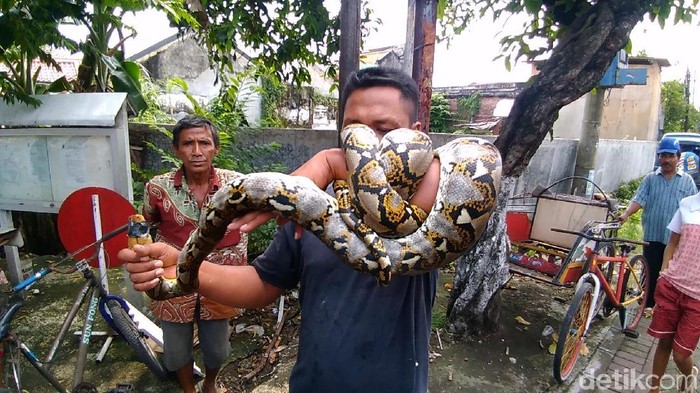 Kok Bisa Ular Sanca Wangi Ini Penjelasannya