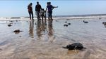 90 Bayi Penyu Lahir di Pantai yang Pernah Jadi Lautan Sampah