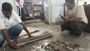 Ini Fosil Gajah Purba di Ngawi, Diprediksi Berusia 1 Juta Tahun