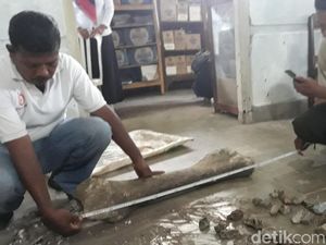 Ini Fosil Gajah Purba di Ngawi, Diprediksi Berusia 1 Juta Tahun