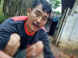 Kucing Hutan Termasuk Hewan Dilindungi, Pembunuh Terancam Pidana