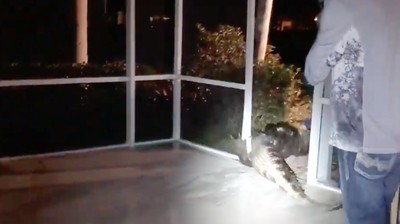 Penampakan Aligator 4 Meter dalam Kolam Renang di Florida