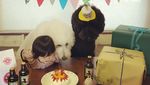 Begini Keseruan Balita yang Sedang Makan Ditemani Ketiga Anjing Poodlenya