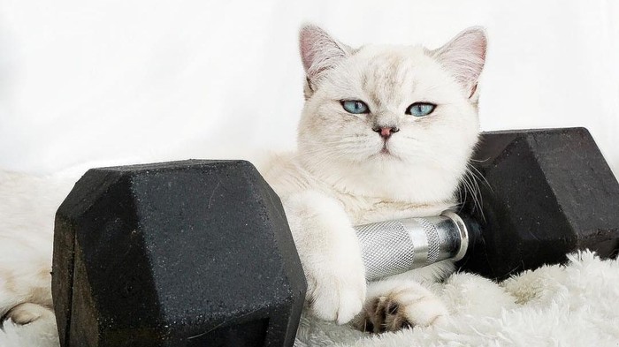 Kucing dikenal sebagai salah satu hewan yang menggemaskan. Nah bagaimana jadinya kalau kucing ini menemani manusia olahraga di pusat kebugaran?