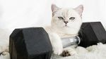 Gym Cat, Para Kucing Imut yang Senang Menemani Orang Nge-gym