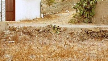 Si kucing ada di bagian kanan di depan bebatuan. Foto: boredpanda